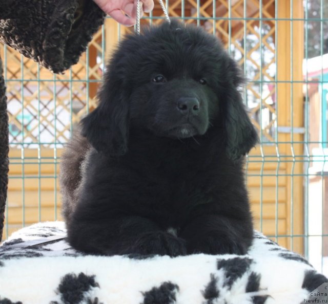 Фото: ньюфаундленд Акватория Келвин Импресса (Aquatoriya Kelvin Impressa)