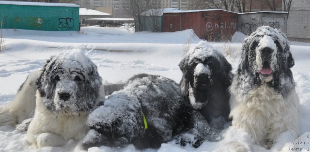 Фотография № 87851