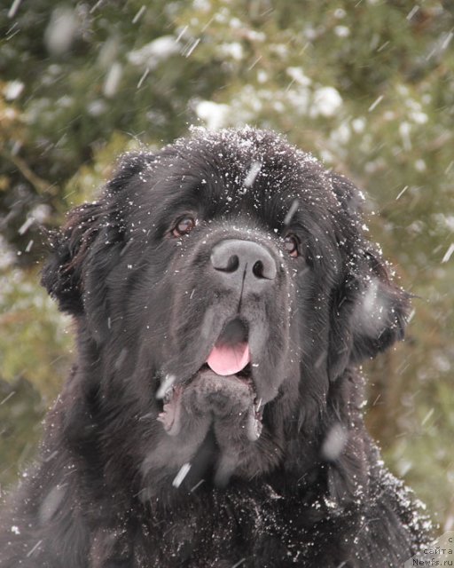 Фотография № 87854