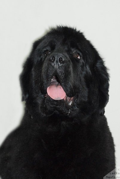 Фото: ньюфаундленд Very Fairweathers X'Got The Rhythm