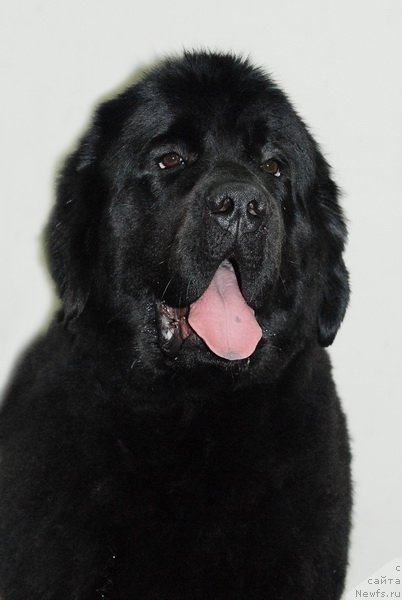 Фото: ньюфаундленд Very Fairweathers X'Got The Rhythm