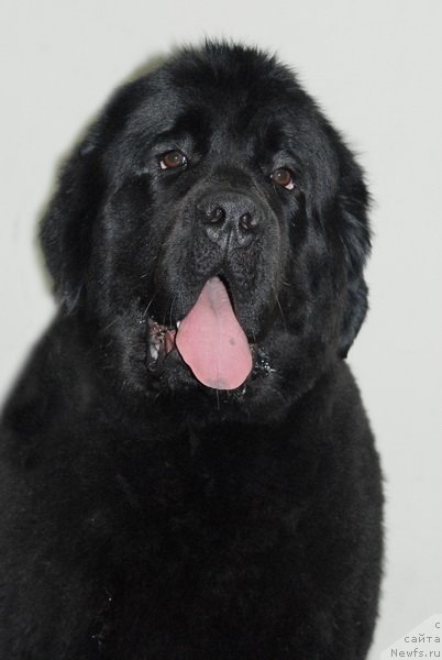 Фото: ньюфаундленд Very Fairweathers X'Got The Rhythm