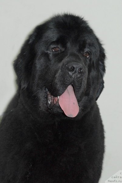 Фото: ньюфаундленд Very Fairweathers X'Got The Rhythm