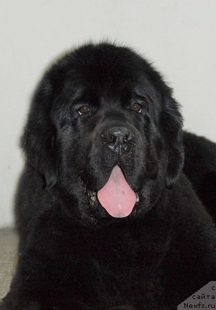 Фото: ньюфаундленд Very Fairweathers X'Got The Rhythm