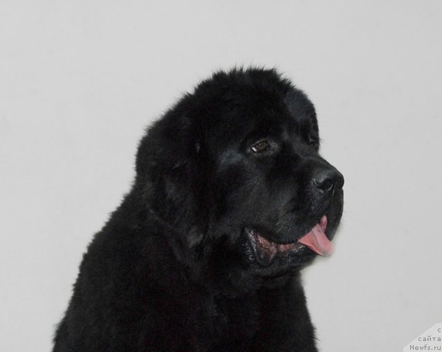 Фото: ньюфаундленд Very Fairweathers X'Got The Rhythm