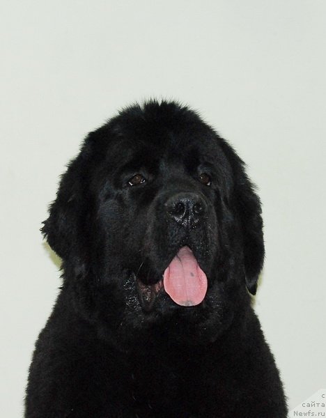 Фото: ньюфаундленд Very Fairweathers X'Got The Rhythm