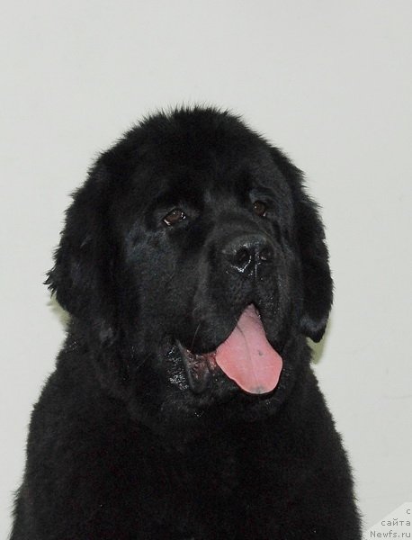 Фото: ньюфаундленд Very Fairweathers X'Got The Rhythm