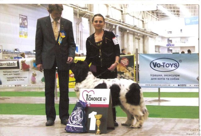 Фото: ньюфаундленд Velyke Malyatko Yabluneva Krasunya