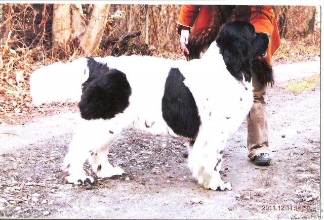 Фото: ньюфаундленд Velyke Malyatko Yabluneva Krasunya