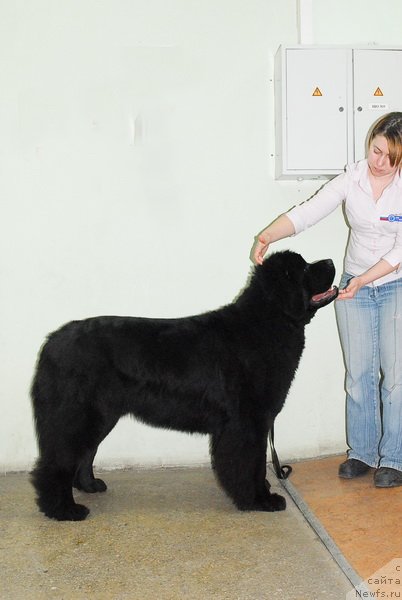 Фото: ньюфаундленд Very Fairweathers X'Got The Rhythm