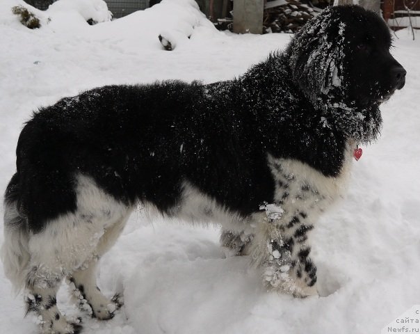 Фото: ньюфаундленд Плюшевая Панда Улыбка Леди Шарм (Plushevaya Panda Ulybka Ledi Scharm)