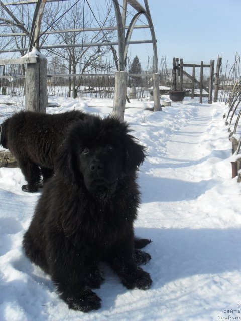 Фото: ньюфаундленд Душа-Девица (Dusha-Devitsa)