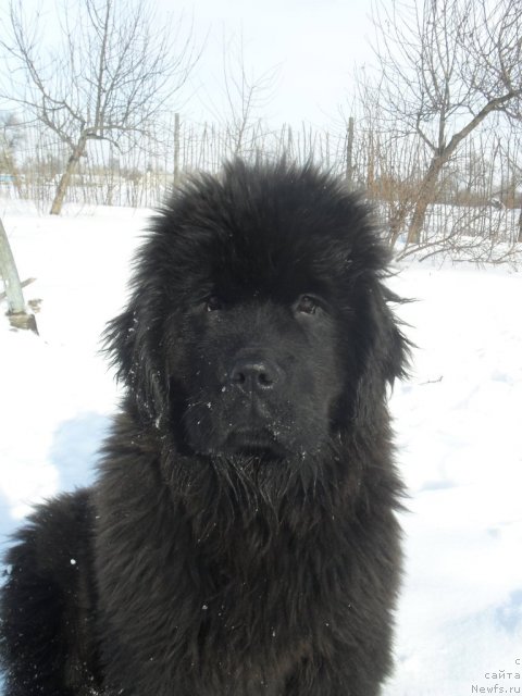 Фото: ньюфаундленд Деми Мур