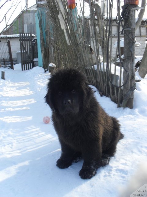 Фото: ньюфаундленд Деми Мур