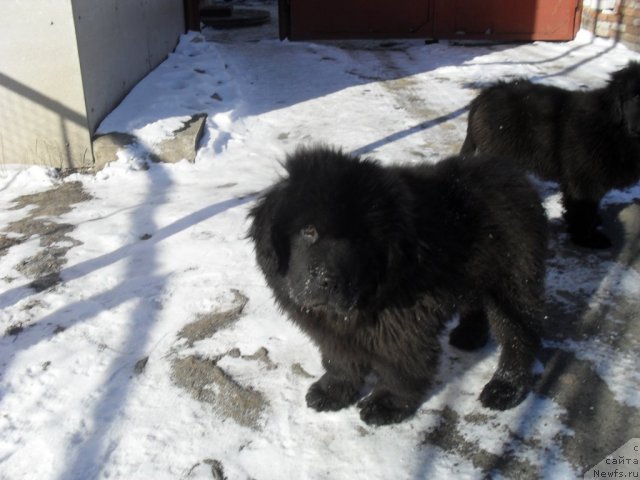 Фото: ньюфаундленд Джо Янг