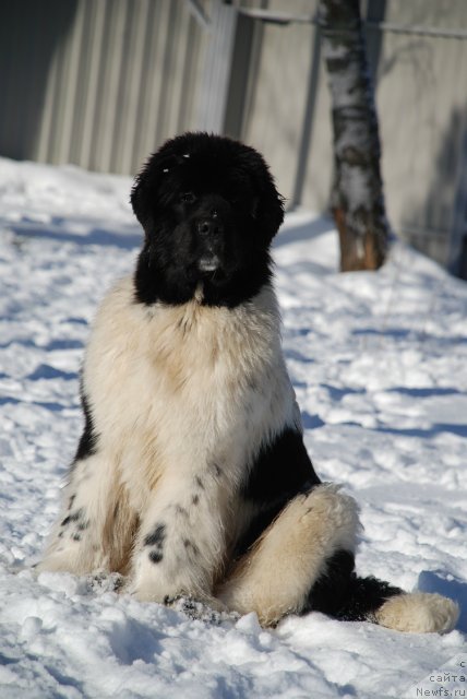 Фото: ньюфаундленд Питерньюф Ин Ит То Вин Ит