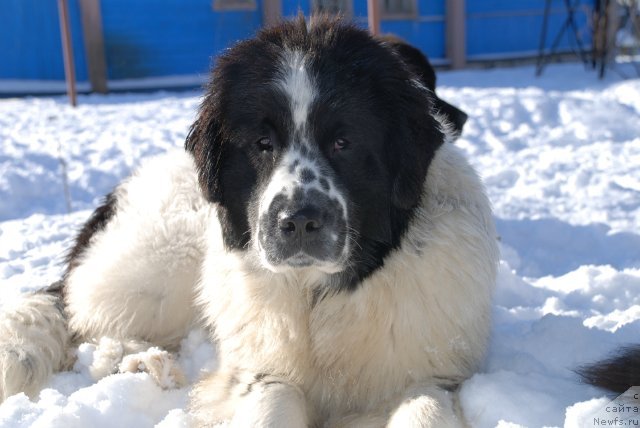 Фото: ньюфаундленд Флюфи Аваланч Сатисфастион оф Май Амбитионс (Fluffy Avalanche Satisfaction of My Ambitions)
