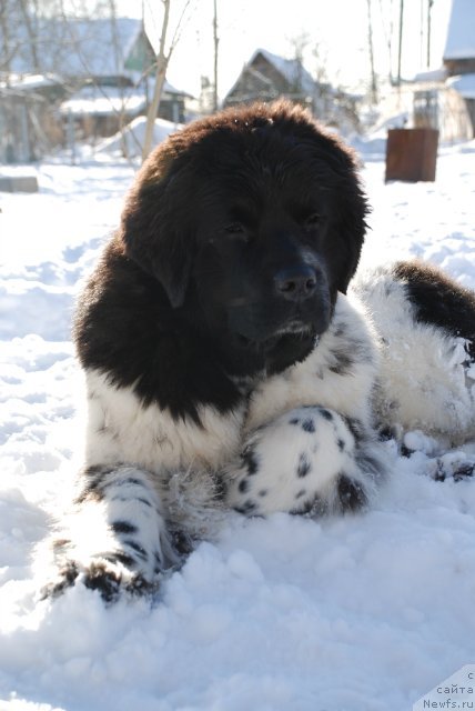 Фото: ньюфаундленд Флюфи Аваланч Смалл Стар Вилл Оутшине Алл (Fluffy Avalancn Small Star Will Outshine All)