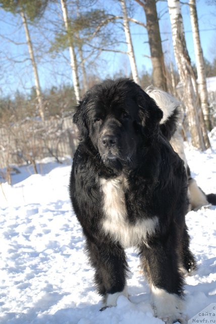 Фото: ньюфаундленд Маг Исполин Лавина (Mag Ispolin Lavina)
