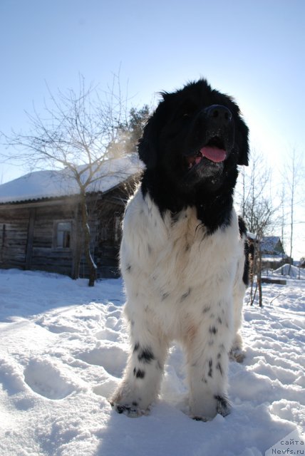 Фото: ньюфаундленд Питерньюф Продижи (Piternyuf Prodigy)
