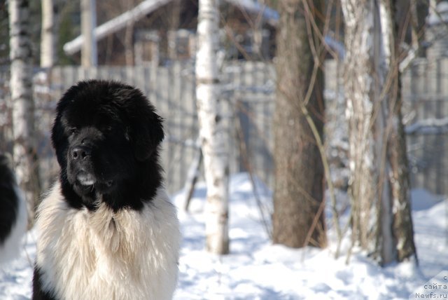 Фото: ньюфаундленд Питерньюф Ин Ит То Вин Ит