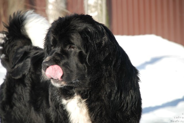 Фото: ньюфаундленд Маг Исполин Лавина (Mag Ispolin Lavina)