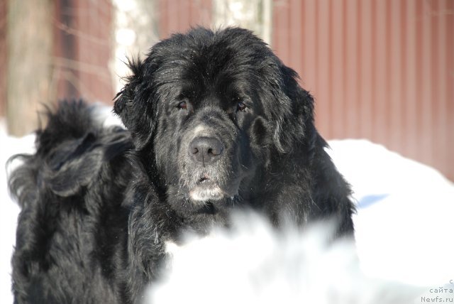 Фото: ньюфаундленд Маг Исполин Лавина (Mag Ispolin Lavina)