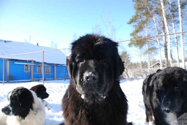 Фото: ньюфаундленд Акватория Келвин Онли Лав (Aquatoriya Kelvin Only Love)