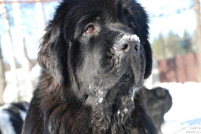 Фото: ньюфаундленд Акватория Келвин Онли Лав (Aquatoriya Kelvin Only Love)