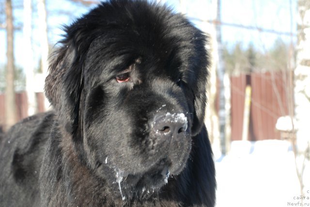 Фото: ньюфаундленд Акватория Келвин Онли Лав (Aquatoriya Kelvin Only Love)