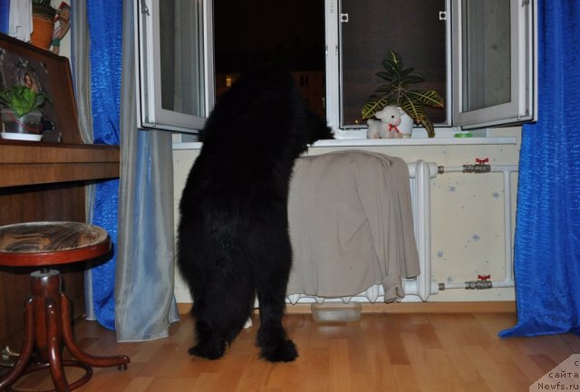 Фото: ньюфаундленд Бегущая по Волнам Зурбаган (Beguschaya po Volnam Zurbagan)