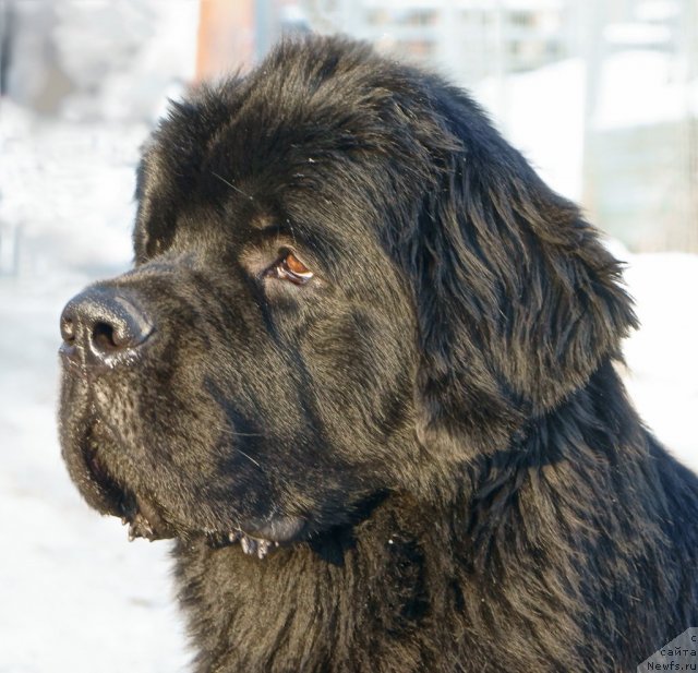 Фотография № 87970