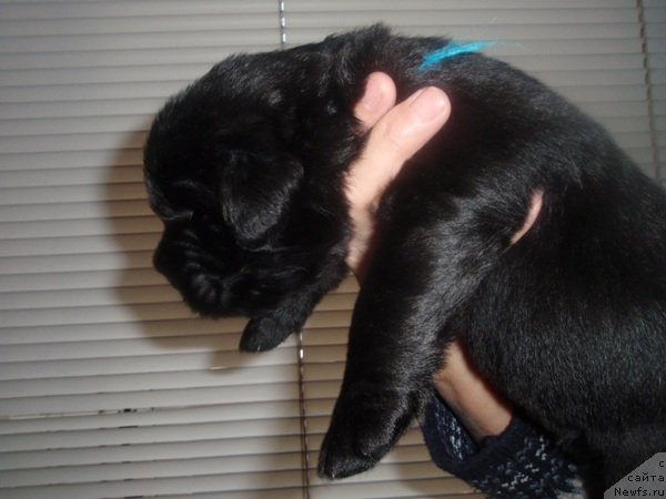 Фото: дети, ньюфаундленд Потап Шален