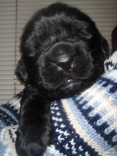 Фото: дети, ньюфаундленд Потап Шален