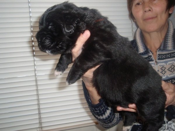 Фото: дети, ньюфаундленд Потап Шален, Алевтина Батян