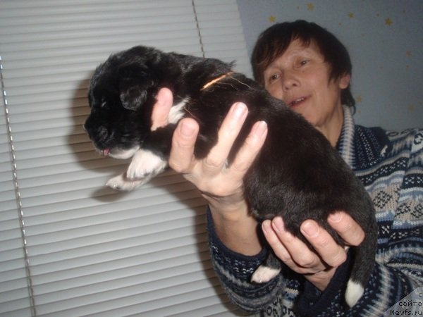 Фото: дети, ньюфаундленд Потап Шален