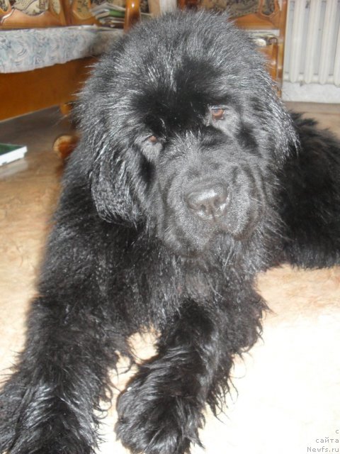 Фотография № 87986