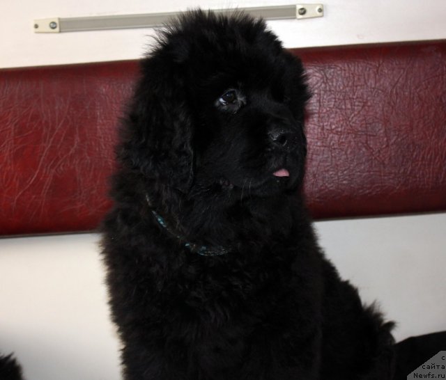 Фото: ньюфаундленд Бэлла Мосс Амадеус