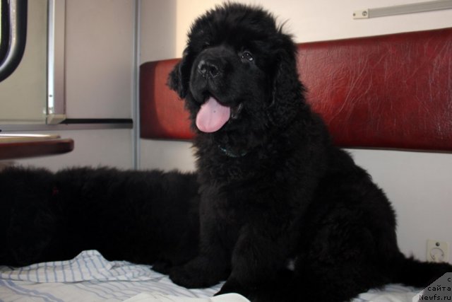 Фото: ньюфаундленд Бэлла Мосс Амадеус