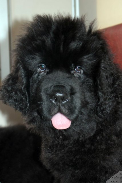 Фото: ньюфаундленд Бэлла Мосс Амадеус