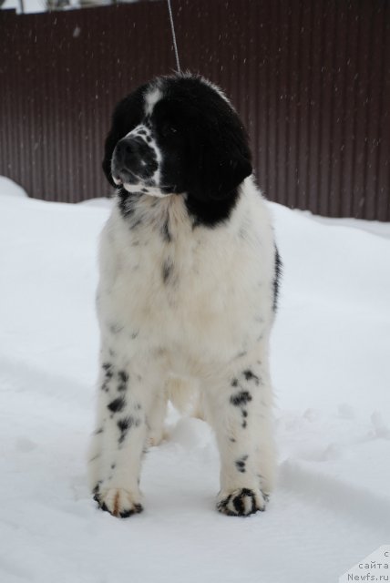 Фотография № 87995