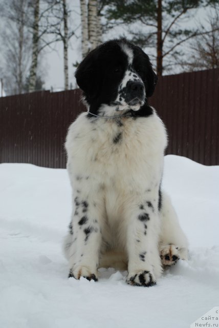 Фотография № 87997