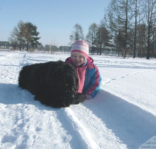 Фото: ньюфаундленд Кайден Плейфул (Kaiden Playful)