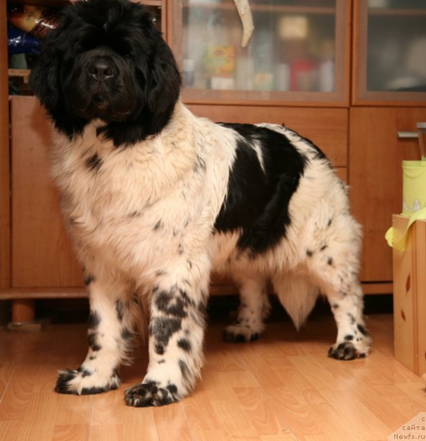 Фото: ньюфаундленд Аквиан Сонг Зеро Гравити (Akvian Song Zero Graviti)