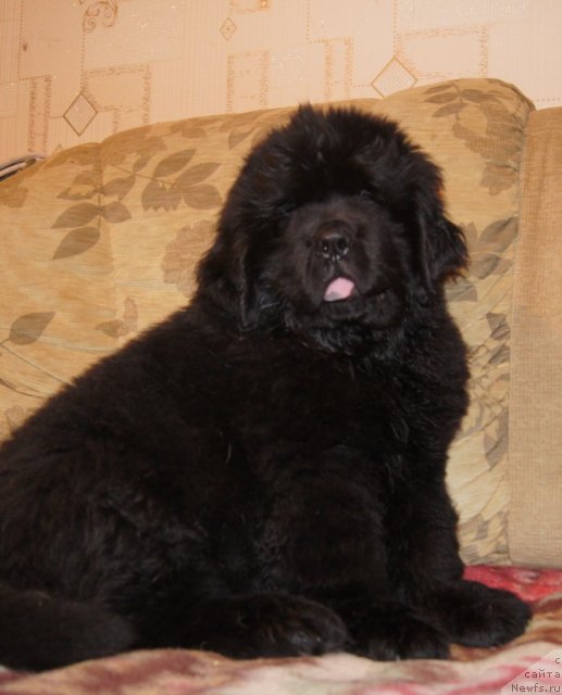 Фотография № 88013