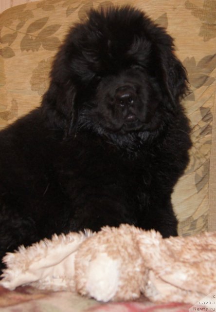 Фотография № 88014