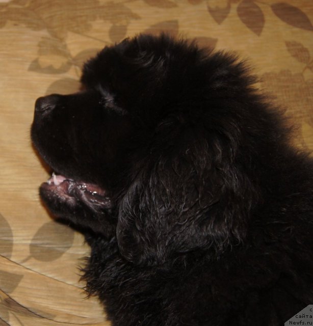 Фотография № 88016