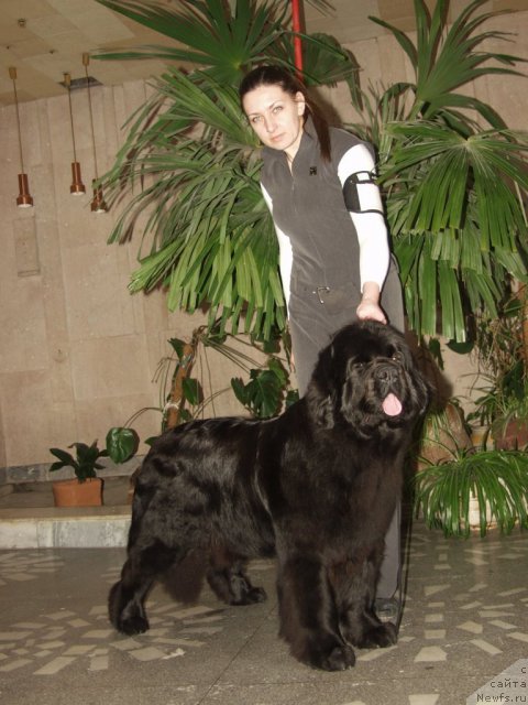 Фото: ньюфаундленд Rain Coast You Really Got A Hold On Me, Наталья Дубовская