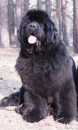 Фото: ньюфаундленд King of Helluland Good Friend