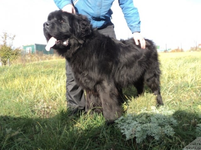 Фото: ньюфаундленд Акватория Келвин Манчестер